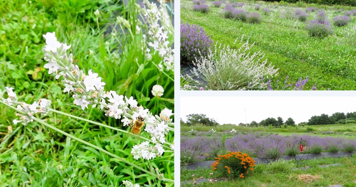 Devils Lake Lavender Farm, Baraboo, Wisconsin, bee on Lavandula angustifolia var. Melissa, different varieties of lavender, a pollinator garden.