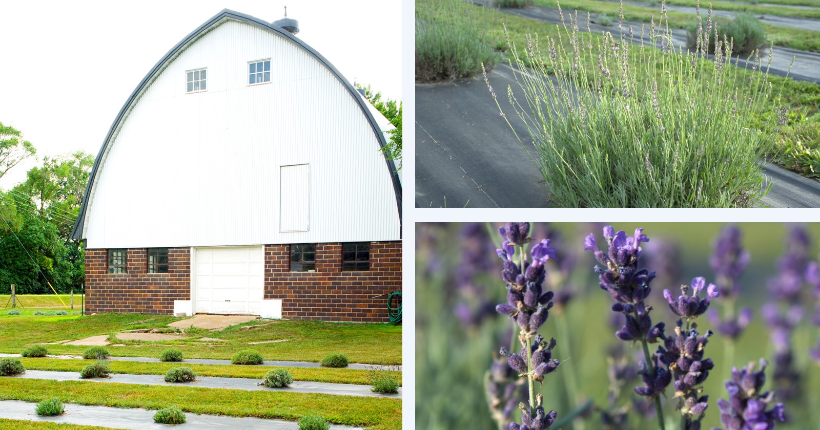 The Lavender Barnyard farm in Farmington, Minnesota. Left: The barn in the yard with rows of lavender plants that have been harvested. Top right: Lavender plant waiting to be harvested. Bottom right: Lavender up close.